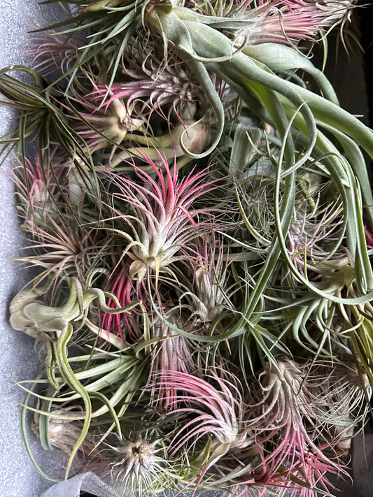 Airplants!!