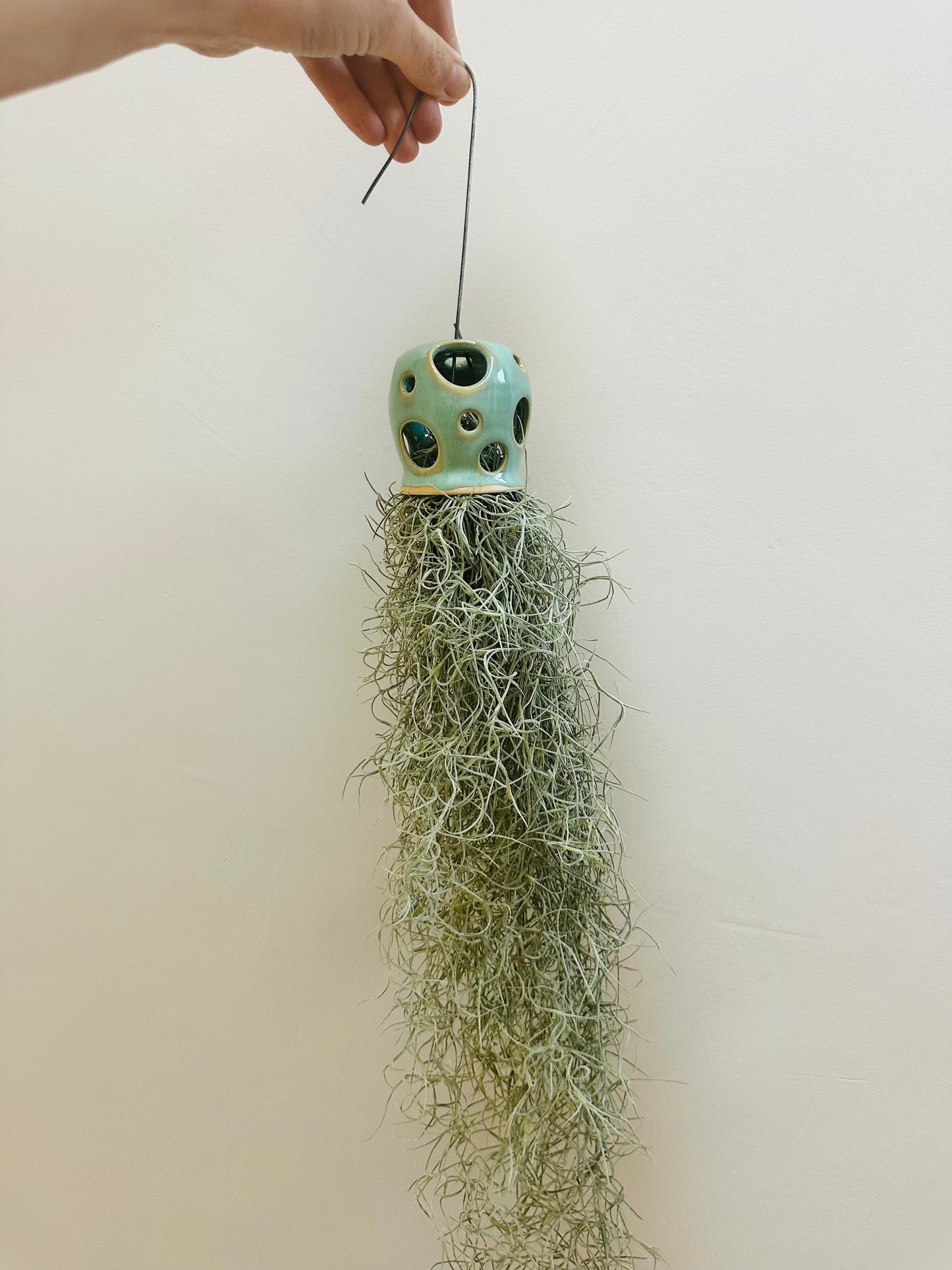 Holey holder - Airplant Spanish Moss