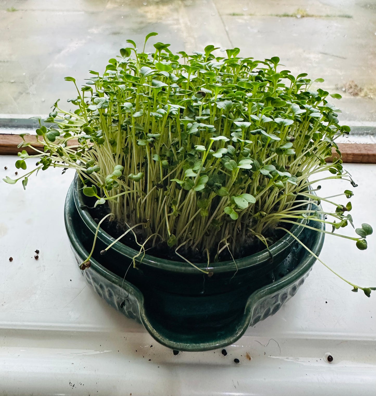 Microgreens Planter - Green