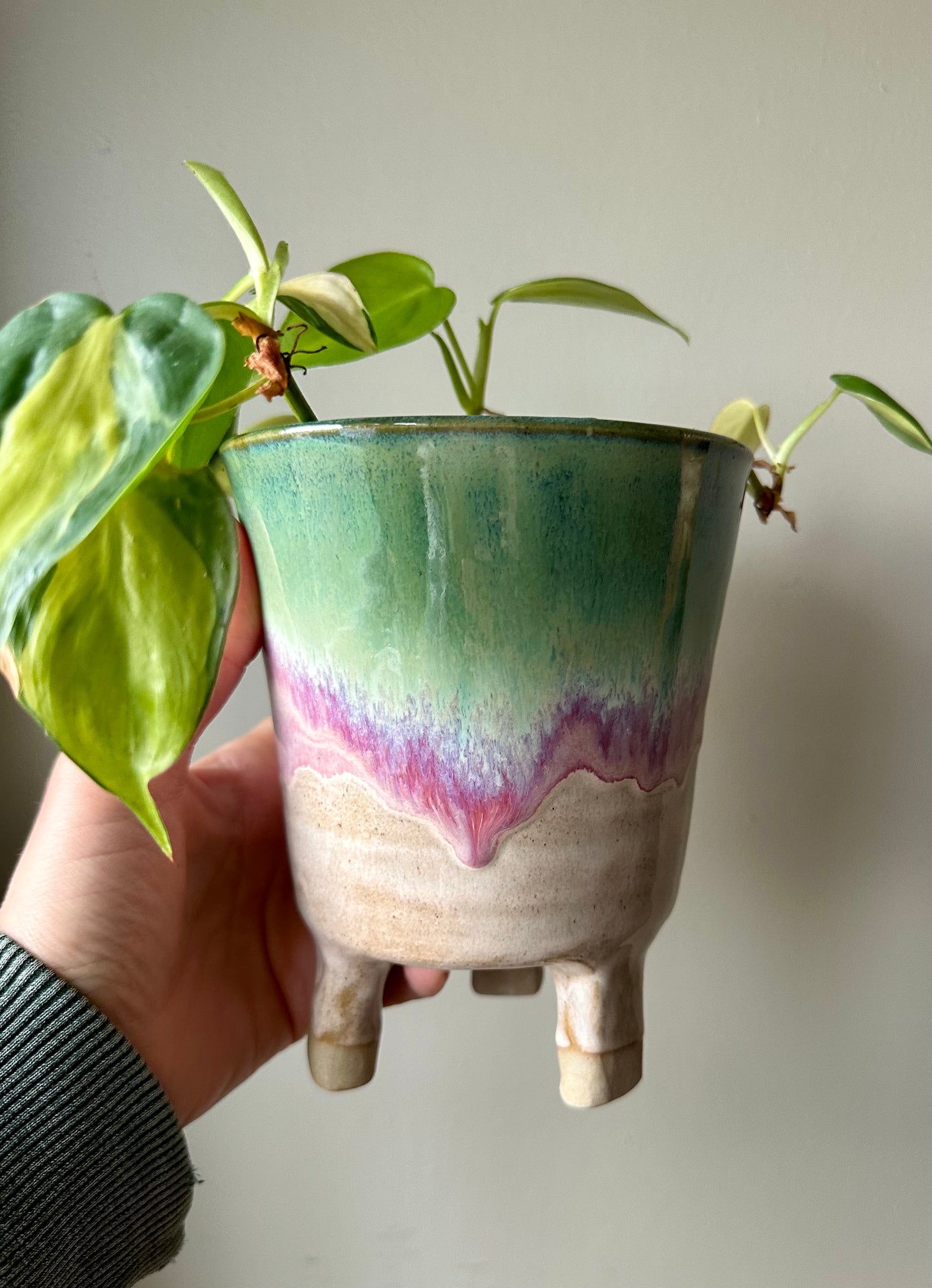 Candyfloss Leggy Planter