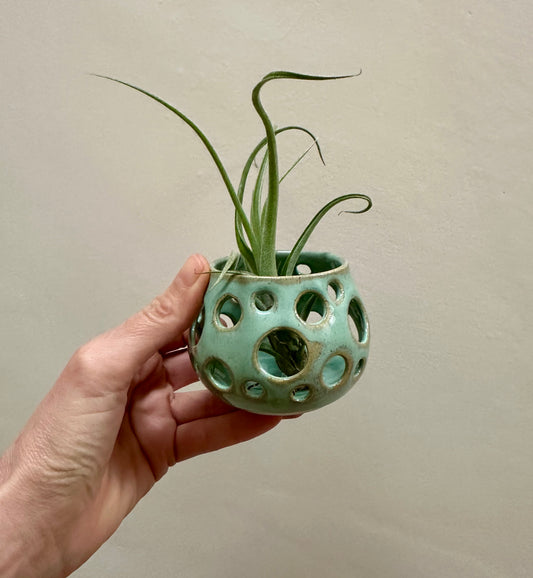 Airplant holder - Turquoise with Curly Slim