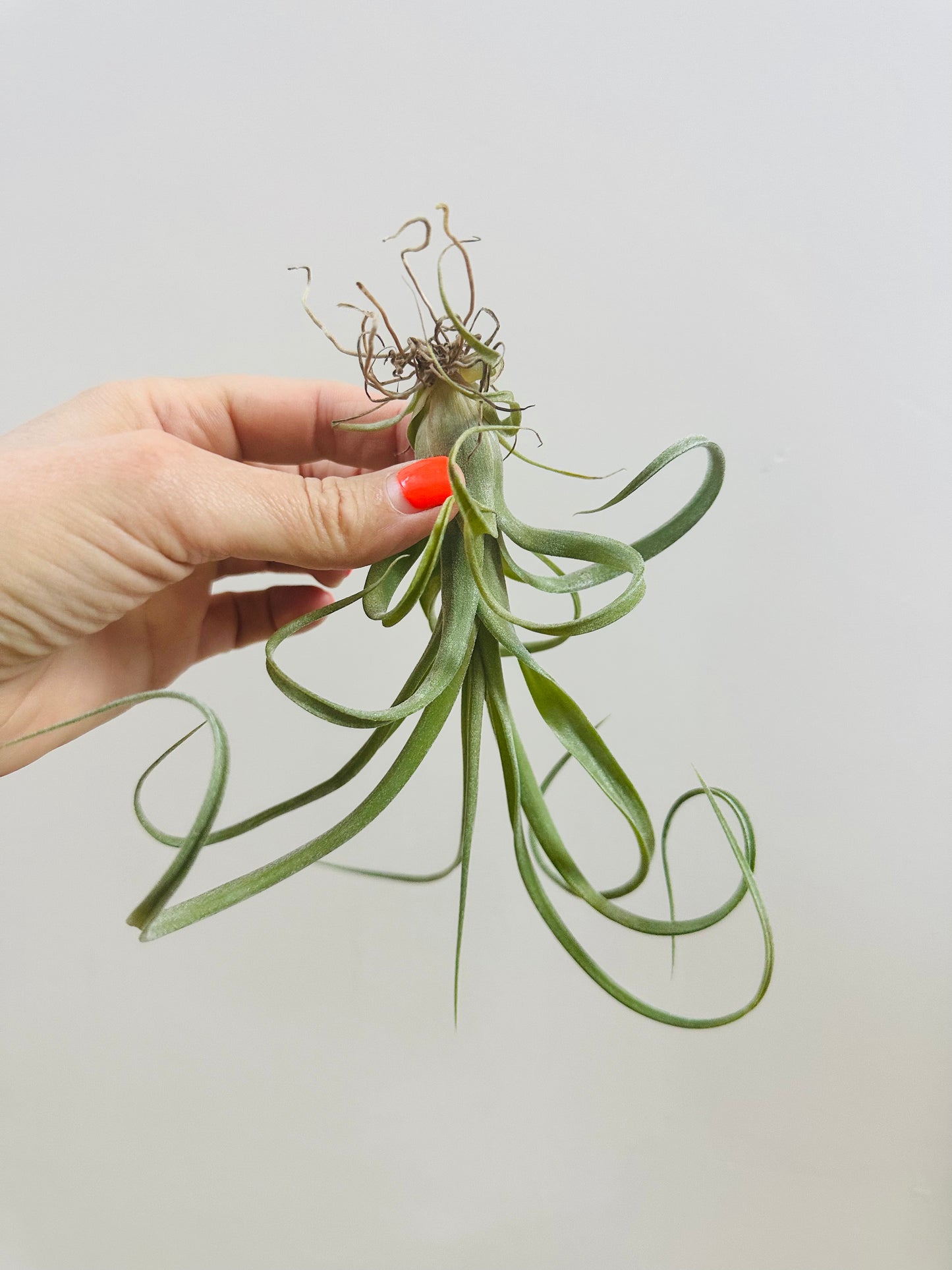 Curly Slim Airplant (no ceramic)