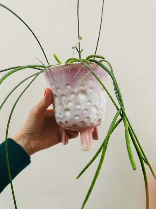 Pink Dimple leggy Planter