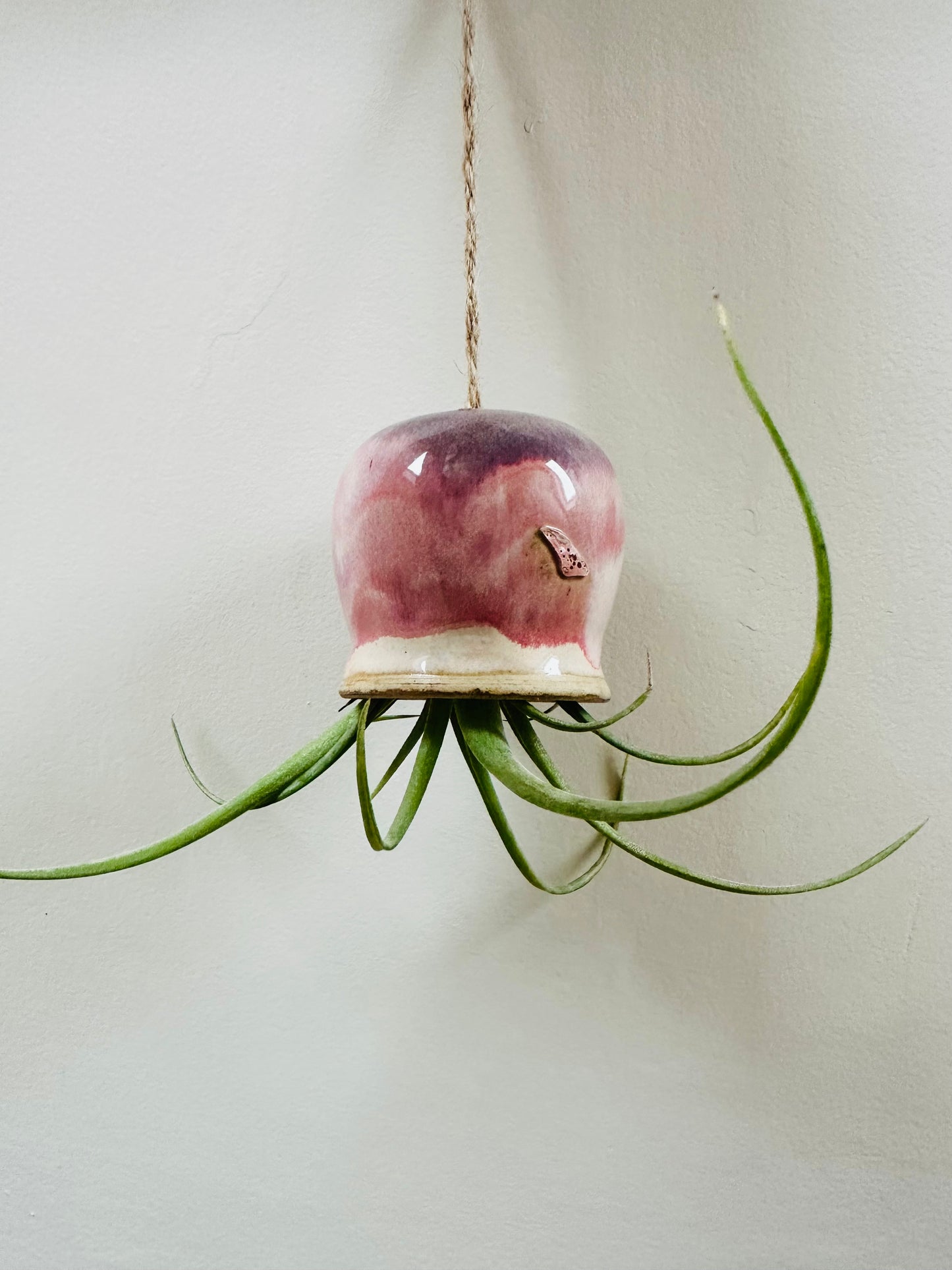 Slight Second Pink Octopus Airplant