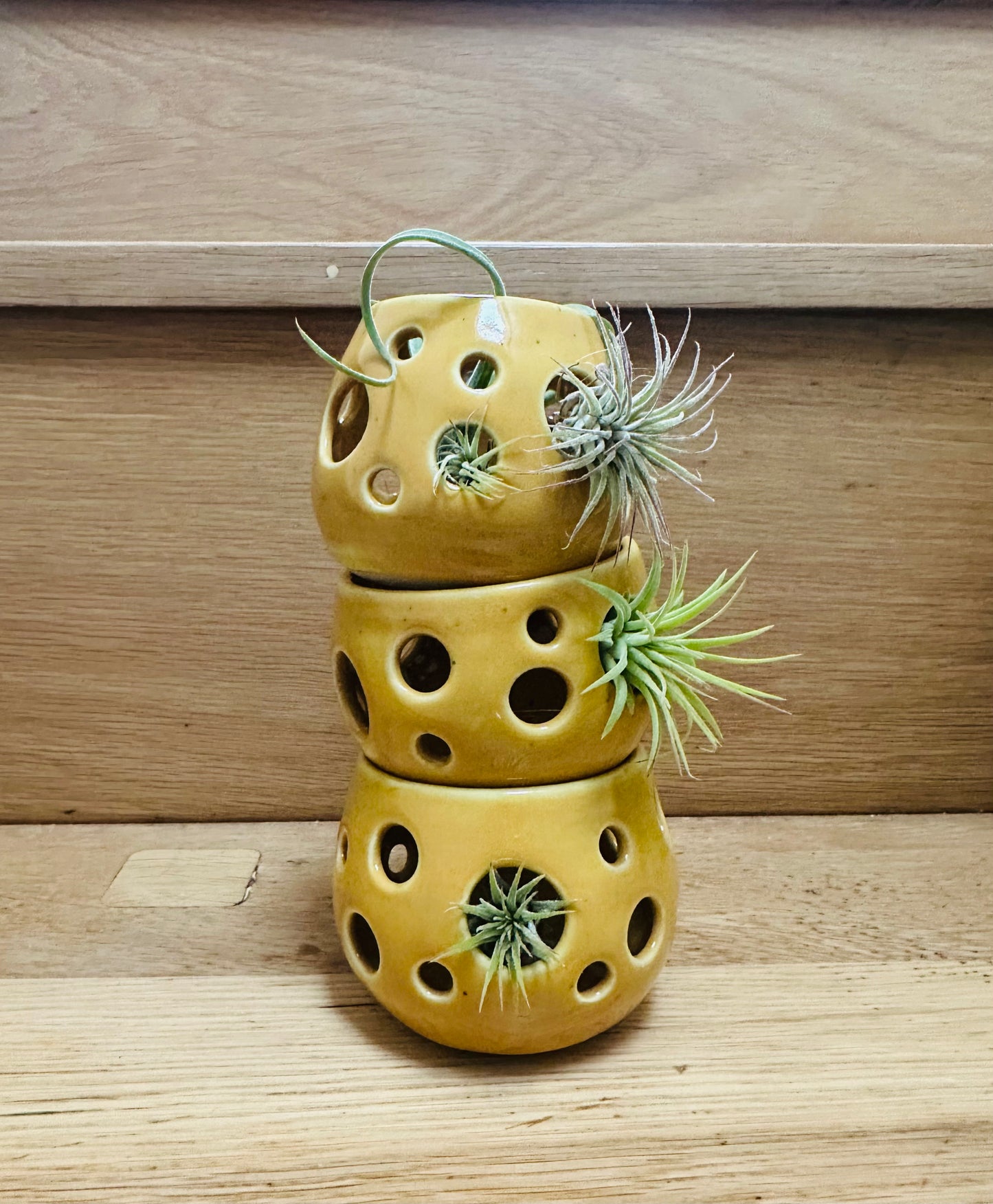 Airplant holder - Mustard