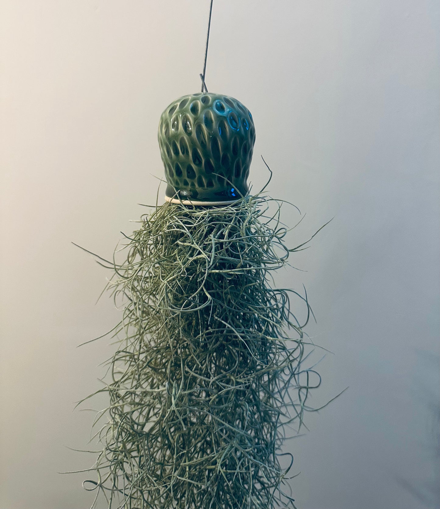 Octopus Airplant - Spanish Moss