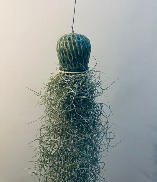 Octopus Airplant - Spanish Moss