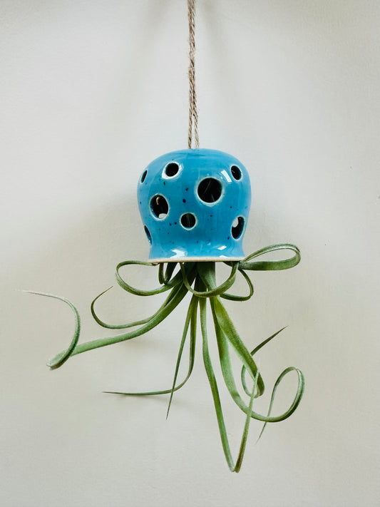 Blue Hole Octopus Airplant