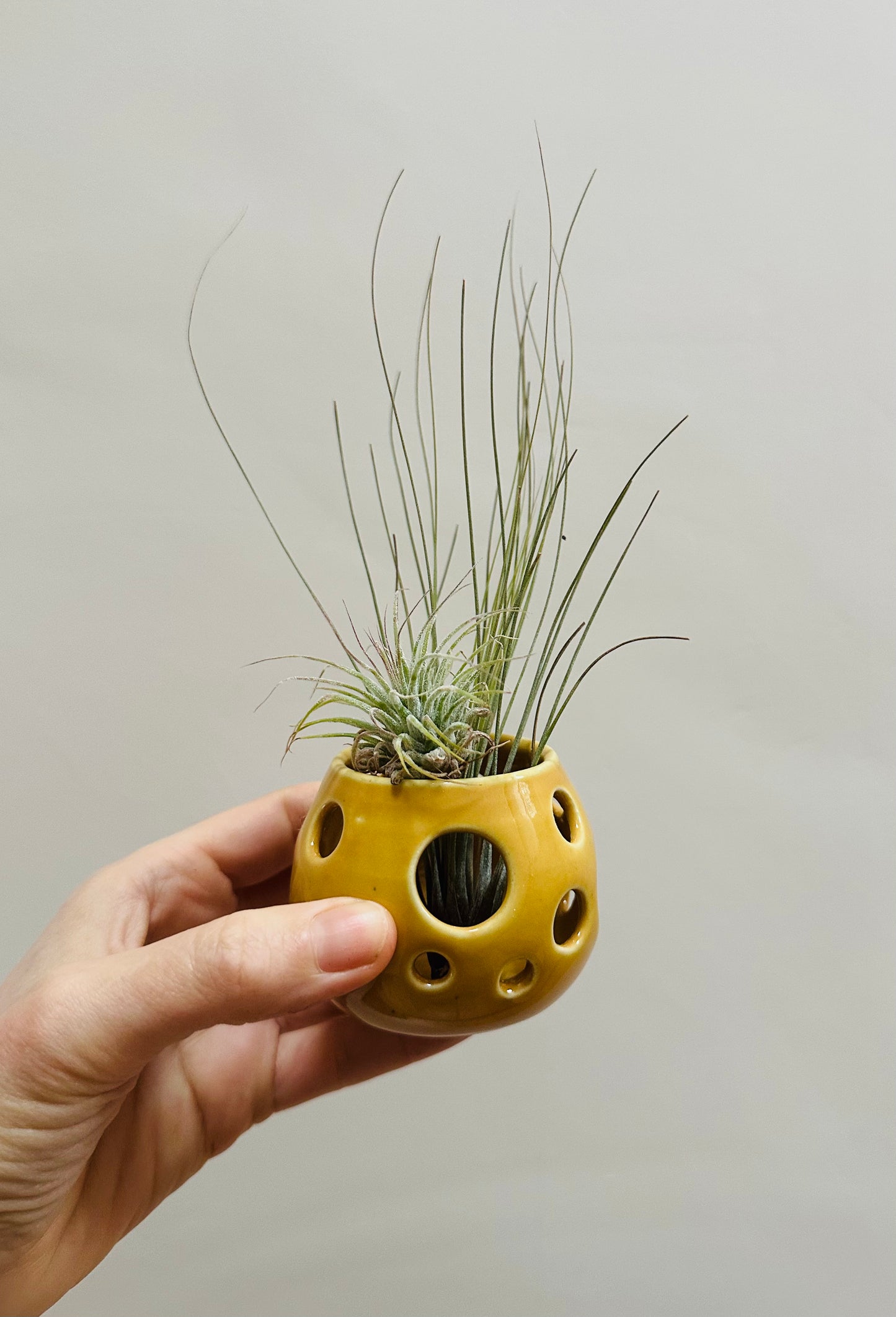 Airplant holder - Mustard