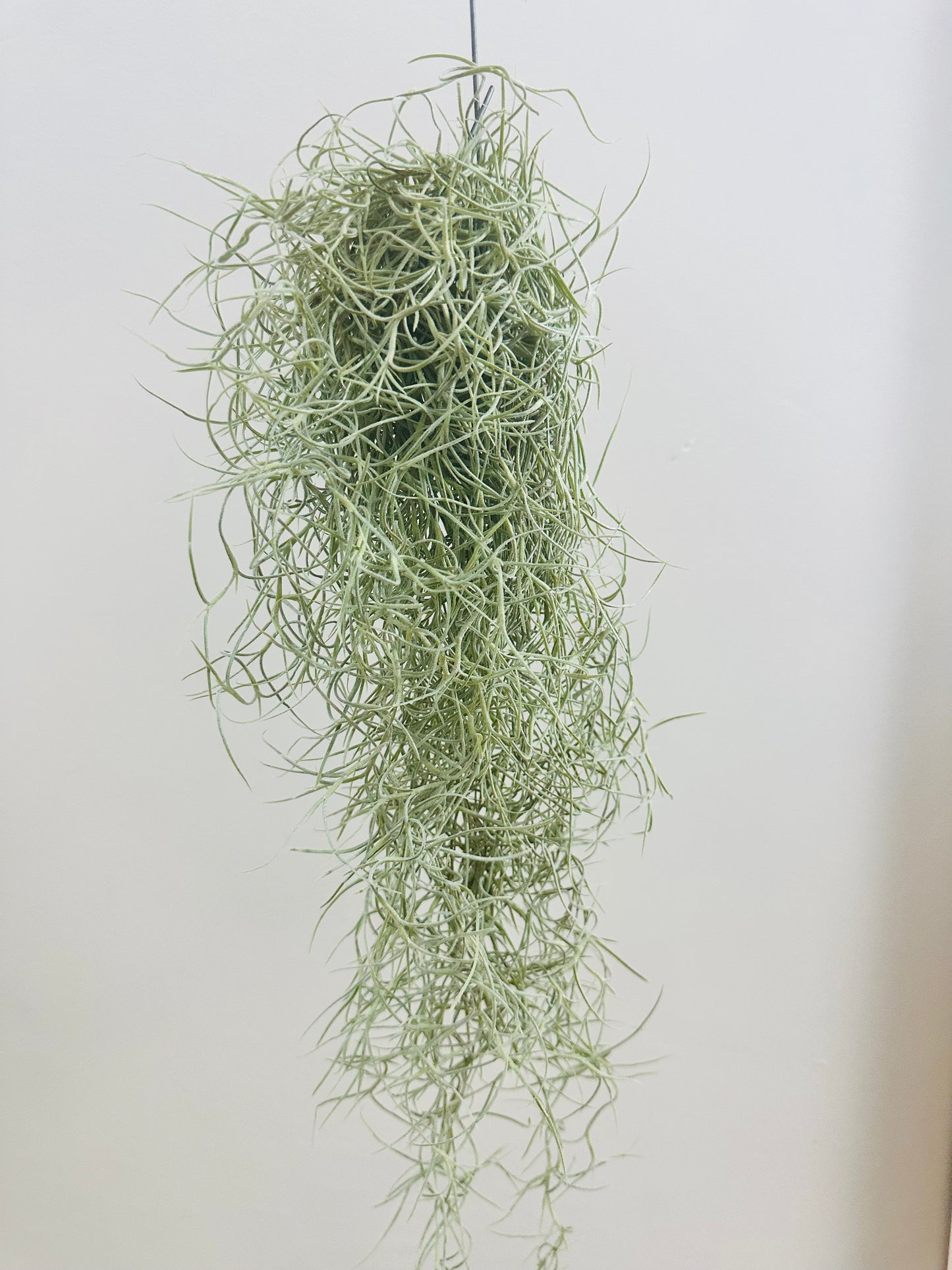 Spanish Moss Airplant (no ceramic)