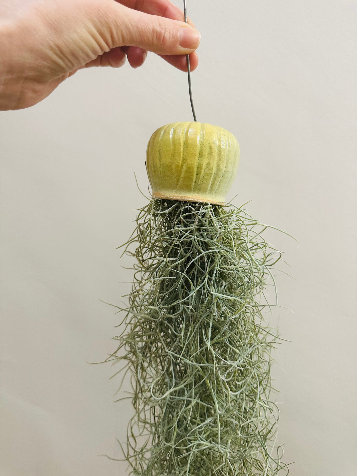 SLIGHT REJECT Octopus Airplant - Spanish Moss