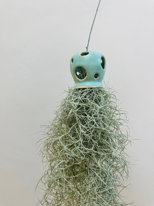 Holey holder - Airplant Spanish Moss