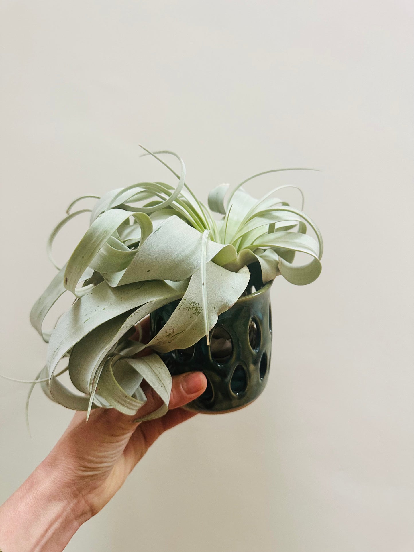 Airplant Xerographica with planter