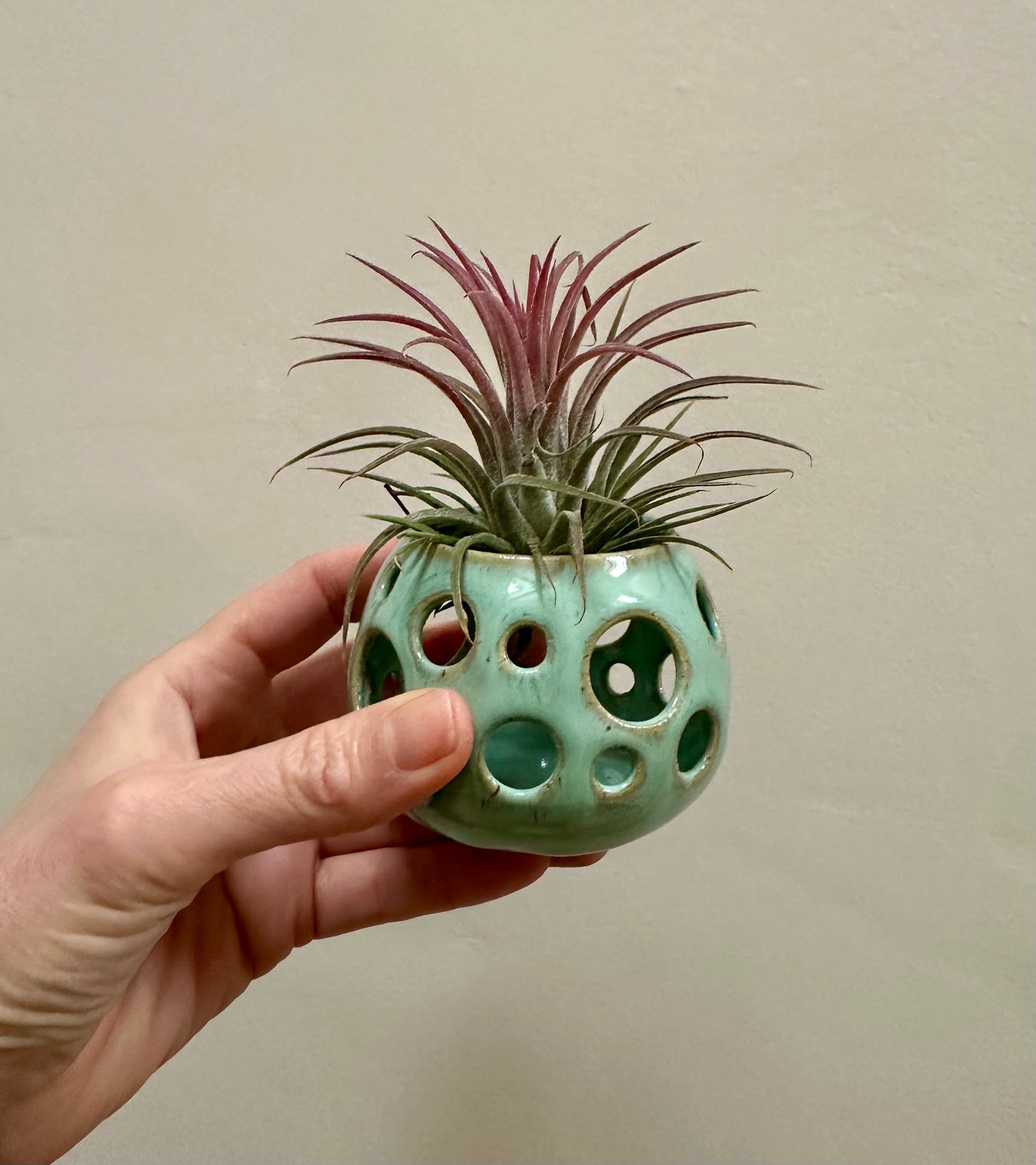Airplant holder - Turquoise with Ionantha