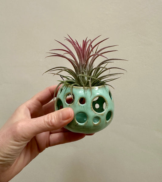 Airplant holder - Turquoise with Ionantha