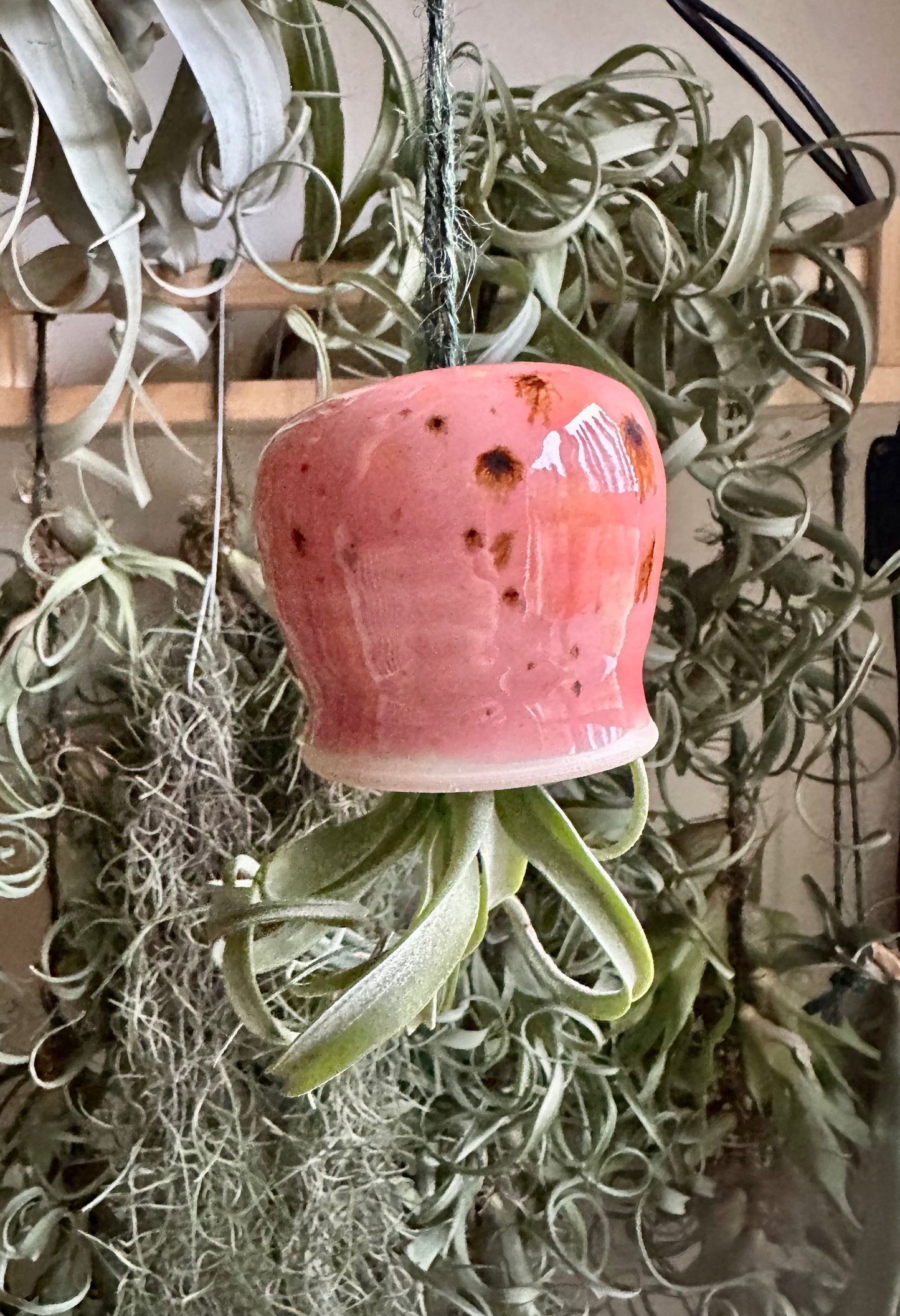 Pink Ceramic with Curly Slim Airplant